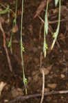 Broadleaf sedge